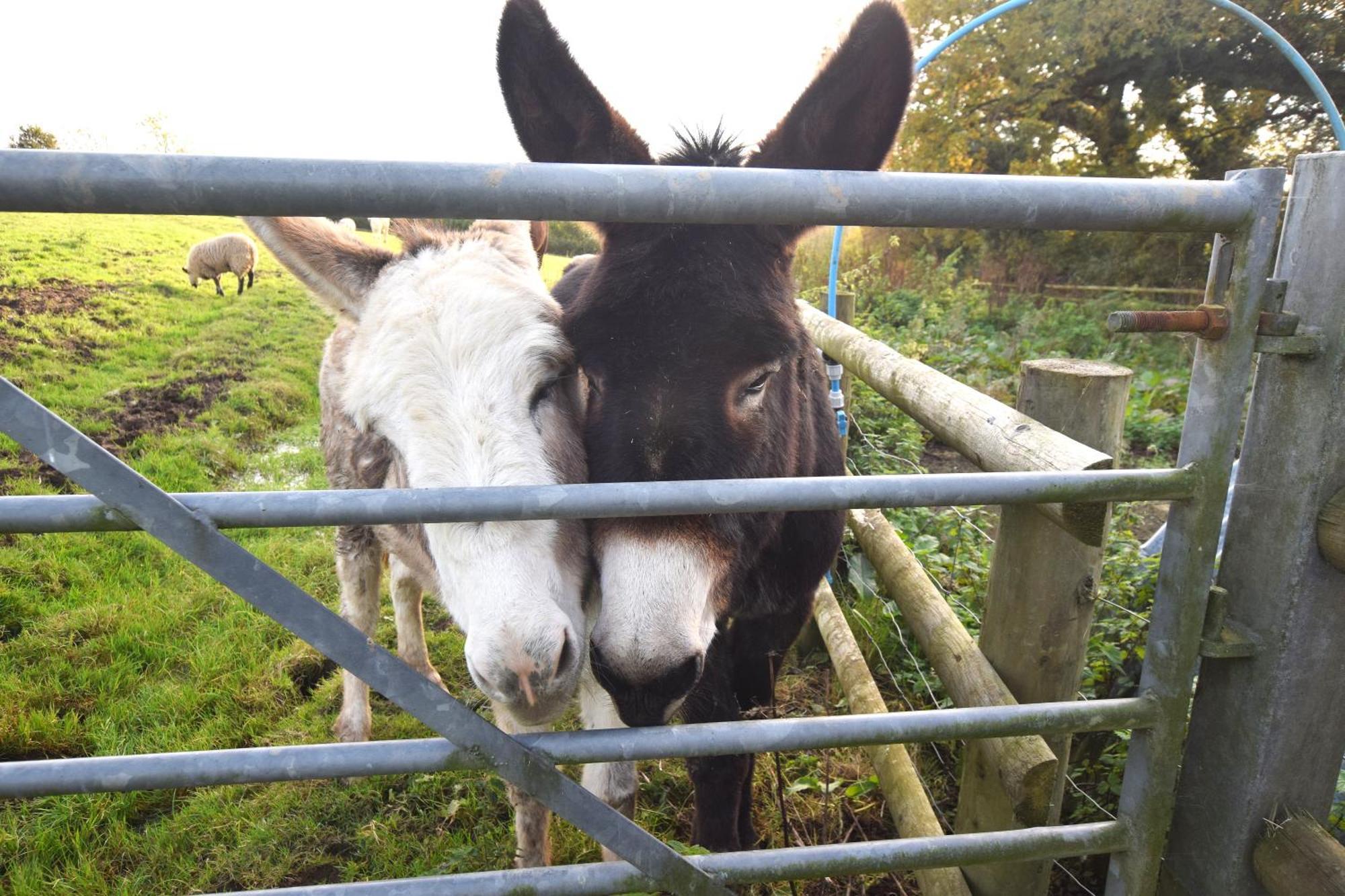 Award Winning Lower Whitsleigh Farm Cottage Roborough 외부 사진